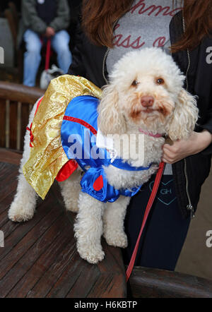 London, UK. 30th October 2016. Tilly the Poodle dressed up in her Princess Halloween fancy dress costume for the All Dogs Matter Halloween Dog Walk to raise funds for the charity which houses and re-homes dogs in London. Credit:  Paul Brown/Alamy Live News Stock Photo