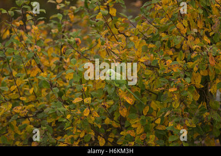 Wimbledon, London, UK. 31st October, 2016. Autumn foliage on Bramley apple tree with a Ring Necked Parakeet blending in. Credit:  Malcolm Park editorial/Alamy Live News. Stock Photo