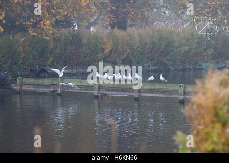 UK Weather - North London 31 Oct 2016 - Foggy and misty morning in Finsbury Park, North London Credit:  Dinendra Haria/Alamy Live News Stock Photo