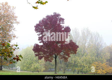 UK Weather - North London 31 Oct 2016 - Foggy and misty morning in Finsbury Park, North London Credit:  Dinendra Haria/Alamy Live News Stock Photo