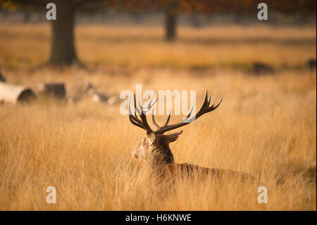 Richmond Park, London, UK. 31st October, 2016. Sun shines through morning mist in Richmond Park highlighting Autumn colours. Credit:  Malcolm Park editorial/Alamy Live News. Stock Photo