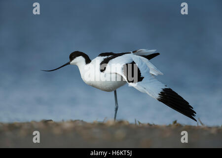 Pied Avocet / Saebelschnaebler ( Recurvirostra avosetta ) stretching its body and wings, wadden sea, Germany. Stock Photo