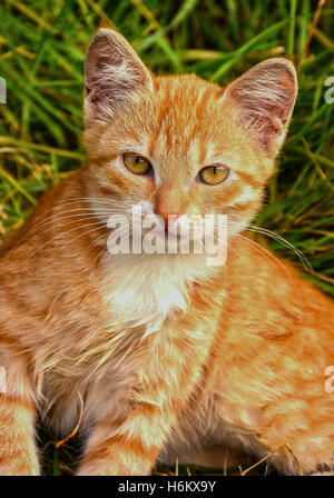 Small kittens on the street. Stock Photo