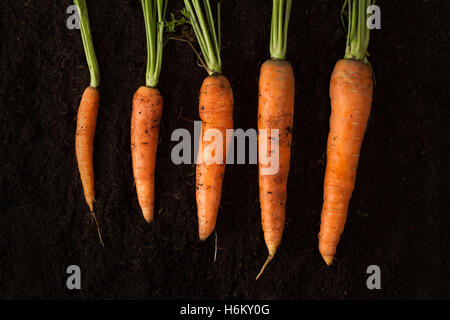 Top view of freshly harvested carrots of different sizes on soil texture simulating their growth stage evolution Stock Photo