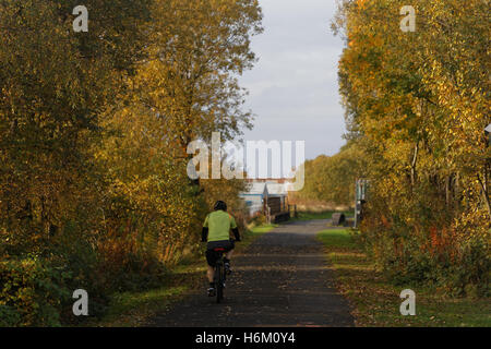 Cyclist on bike Forth and Clyde canal, Glasgow Autumnal trees Stock Photo