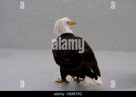 American bald eagle stands, turning its head, on the frozen Chilkat River in Haines, Alaska, USA. Stock Photo