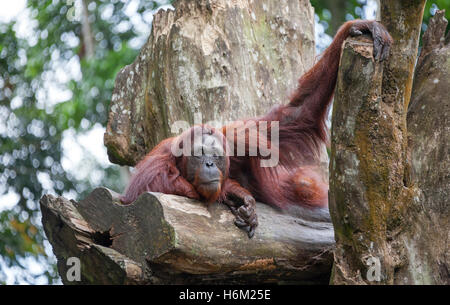 Concept: Intellect and Strength. Orangutan (Pongo pygmaeus) with strong hands and an intellectual look. Stock Photo