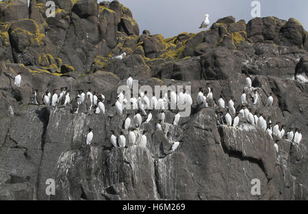 Guillemots on cliff side Stock Photo