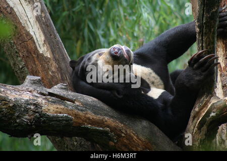 mammals Stock Photo