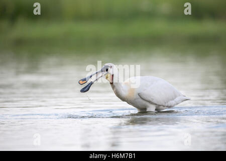 Eurasian spoonbill (Platalea leucorodia) adult in breeding plumage catching fish in shallow water, Hungary Stock Photo
