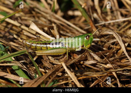 Meadow Grasshopper Stock Photo