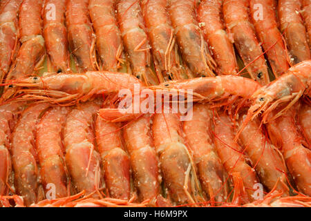 Tray of shrimp doused in sauce ready to bake Stock Photo