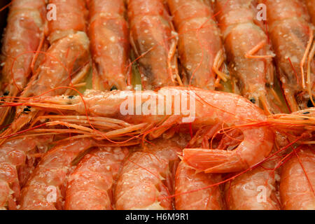 Tray of shrimp doused in sauce ready to bake Stock Photo