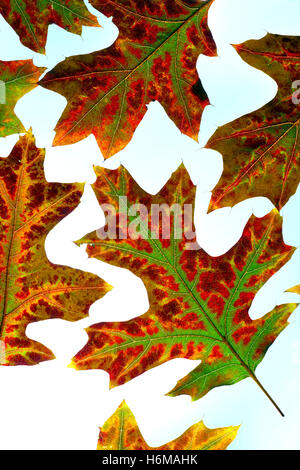 Close up of Leaves of Red Oak Quercus rubra in Autumn on a white back ground Stock Photo