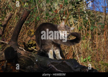Tabby cat climbing in tree Stock Photo