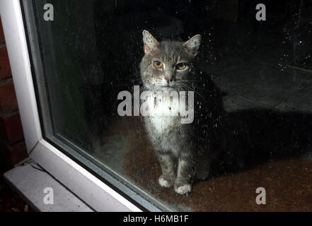 Tabby cat looking through window Stock Photo