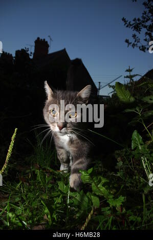 Tabby cat in garden at night Stock Photo