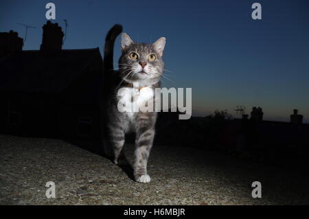 Tabby cat in garden at night Stock Photo