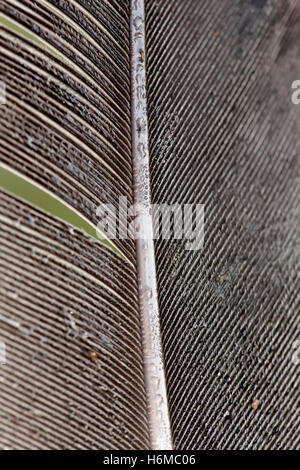 Feather texture in gray tones close up Stock Photo