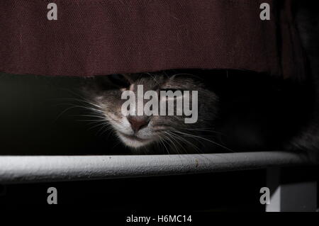 Tabby cat hiding behind curtain Stock Photo
