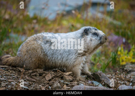 Hoary Marmot (Marmota caligata) Logan Pass, Glacier National Park, Montana USA Stock Photo