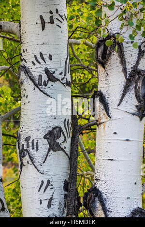 Quaking Aspen tree trunks (Populus tremuloides) with bear claw marks in bark, Sun River Canyon, Rocky mountains, Montana USA Stock Photo