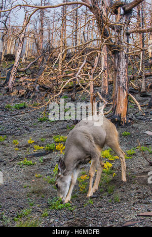 Mule Deer doe (Odocoileus hemionus) in burned forest remnants, Reynolds Creek fire, 2016, Glacier National Park, Montana USA Stock Photo