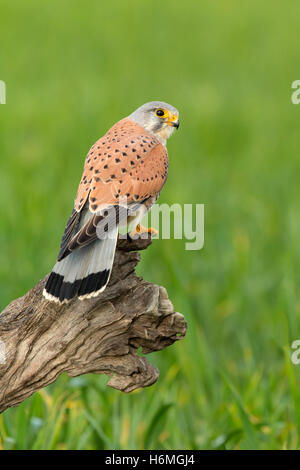 Beautiful bird of prey perched on a wooden log Stock Photo