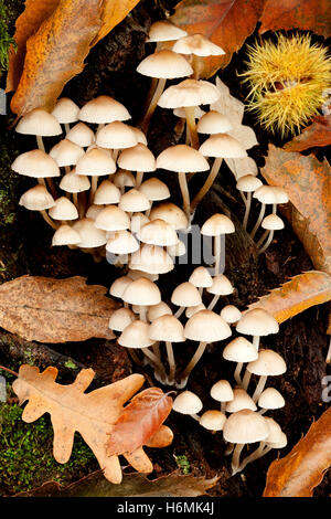 Many little white mushrooms born on the trunk of a tree Stock Photo