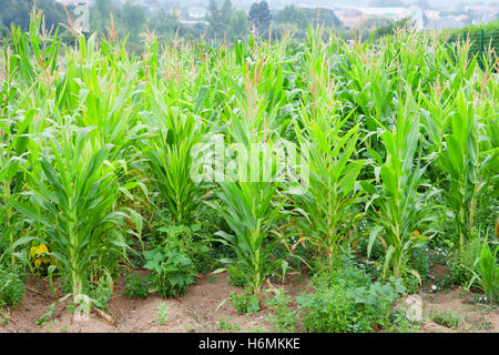 Planting corn with high green plants Stock Photo