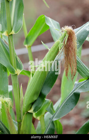 Planting corn with high green plants Stock Photo