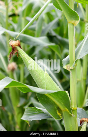 Planting corn with high green plants Stock Photo