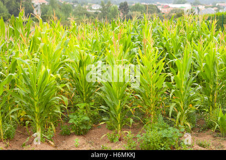 Planting corn with high green plants Stock Photo