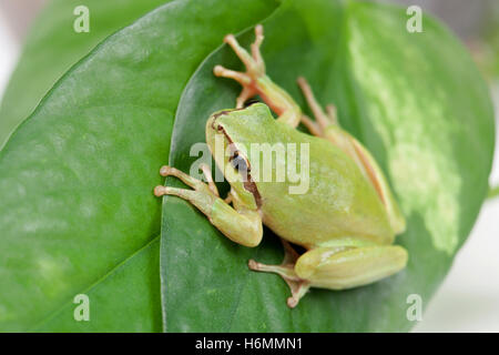 Green frog with bulging eyes golden on a leaf Stock Photo