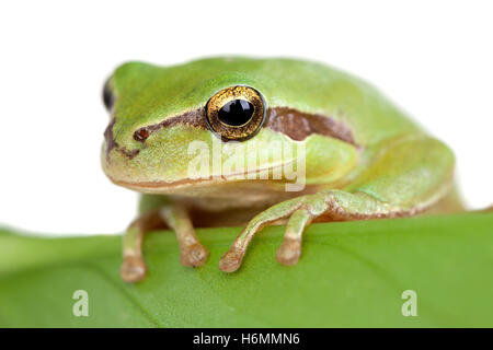 Green frog with bulging eyes golden on a leaf isolated on white background Stock Photo