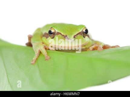 Green frog with bulging eyes golden on a leaf isolated on white background Stock Photo