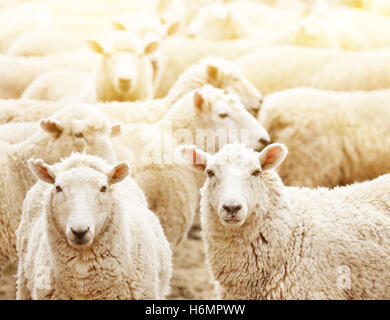 Livestock farm, flock of sheep Stock Photo - Alamy