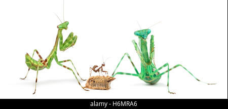 Male, female, ootheca and young African Pinstripe Mantis, praying mantis, Miomantis binotata, isolated on white Stock Photo