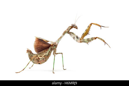 female Parasphendale affinis Stock Photo