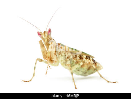 Female flower mantis - Creobroter gemmatus, isolated on white Stock Photo