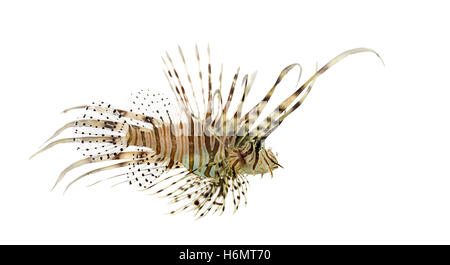 Side view of a Pterois volitans or red lionfish isolated on white Stock Photo