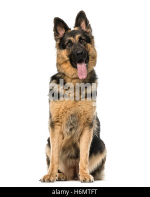 German Shepherd 1 Year Old Sitting In Front Of White Background Stock Photo Alamy