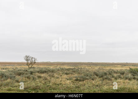 Lincolnshire marsh land under over cast skies in autumn Stock Photo