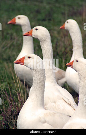 geese Stock Photo