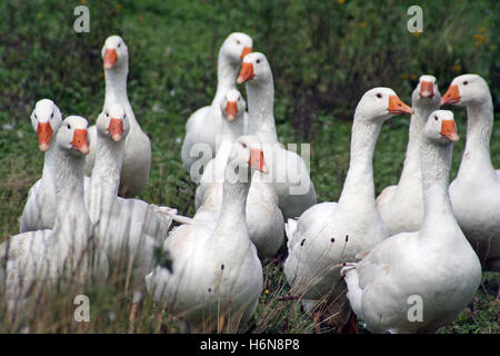 home animals Stock Photo