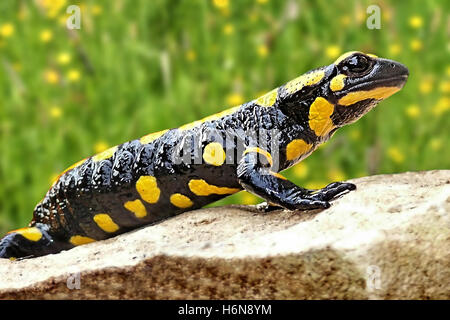 feuersalamander -giftig Stock Photo