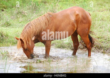 stallion before the mud bath Stock Photo