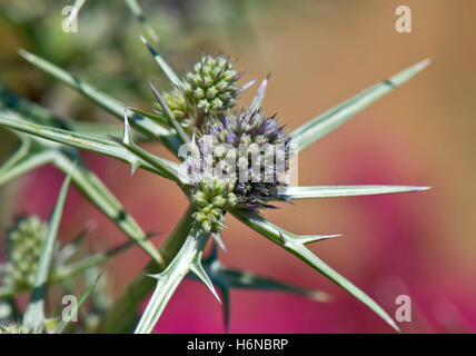 Flowers of variable-leaved  sea holly, Erygium variifolium, in a garden rockery, Berkshire, July Stock Photo