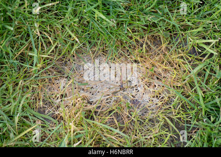 Snow mould or Fusarium patch, Michrodochium nivale, causing damage to short turf grass, March Stock Photo