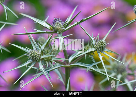 Flowers of variable-leaved  sea holly, Erygium variifolium, in a garden rockery, Berkshire, July Stock Photo